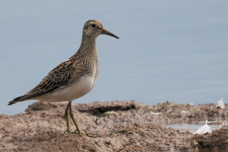 Pectoral Sandpiper, Ring Point-RSPB Loch Lomond, Clyde