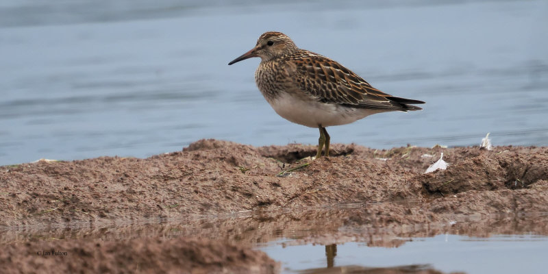 Pectoral Sandpiper, Ring Point-RSPB Loch Lomond, Clyde