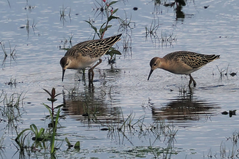 Ruff, Hillend Reservoir, Clyde