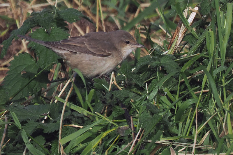 Barred Warbler, Norwick, Unst-Shetland