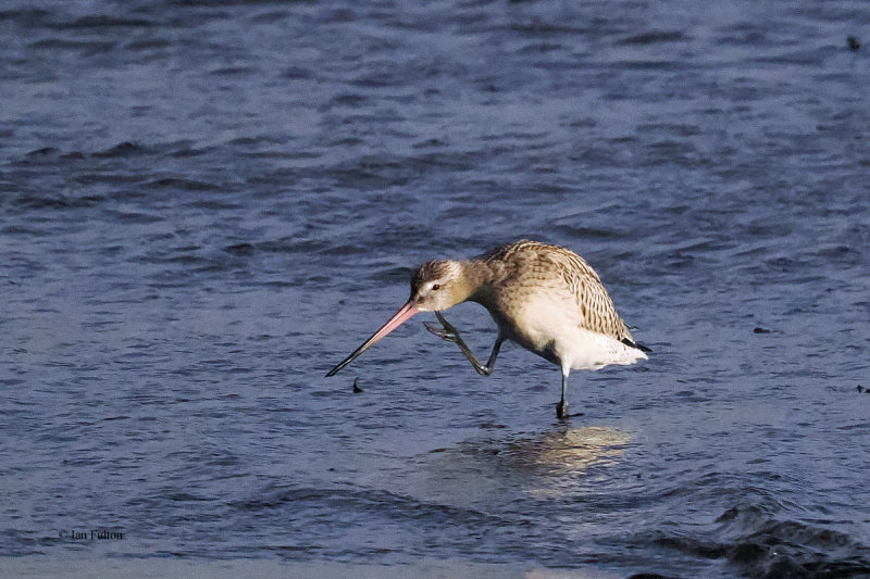 Bar-tailed Godwit, Grutness Voe, Shetland