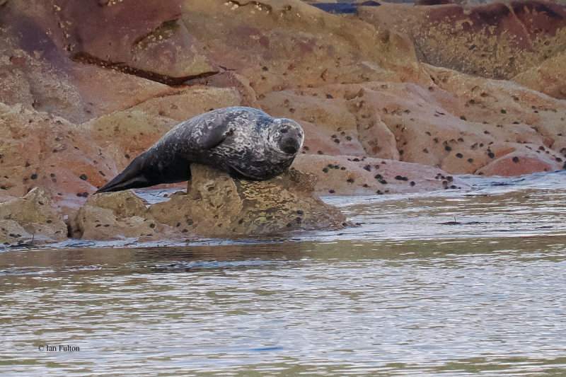 Common Seal, Leebitten, Shetland