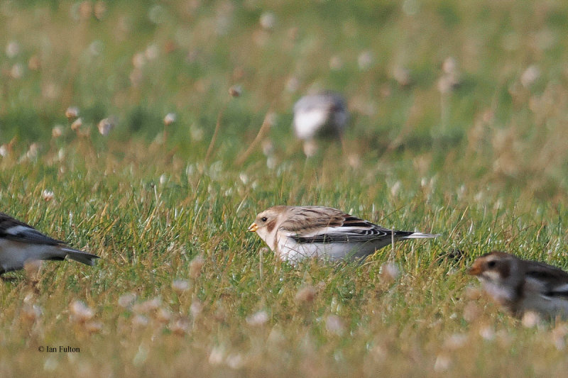 Snow Bunting, Eshaness, Shetland