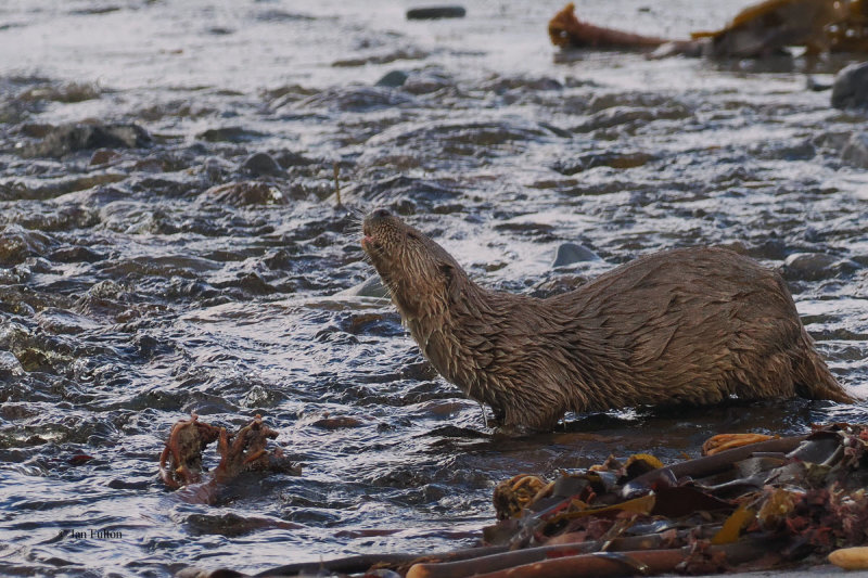Otter, Melby, Shetland