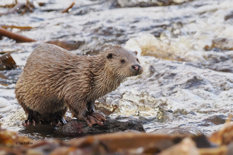 Otter, Melby, Shetland