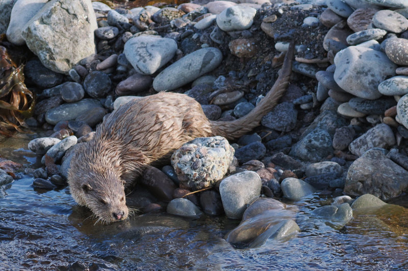 Otter, Melby, Shetland