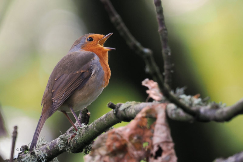 Robin, Kergord, Shetland