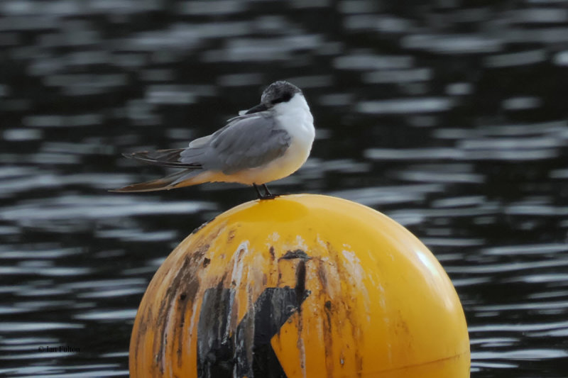 Whiskered Tern, Forfar Loch