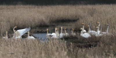 Whooper Swans, Aber Bog-RSPB Loch Lomond, Clyde