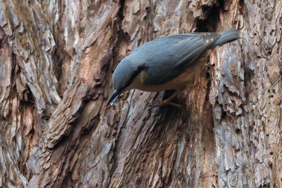 Nuthatch, Dalzell Woods, Clyde