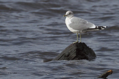 Common Gull, Strathclyde Loch, Clyde