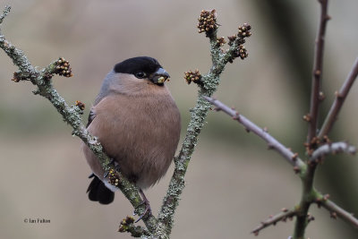 Bullfinch (female), Strathclyde Loch, Clyde