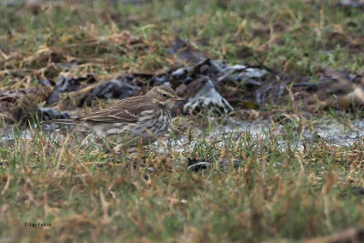 Water Pipit, Cocklemill Burn-Largo Bay, Fife