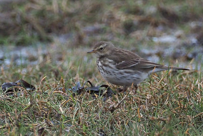 Water Pipit, Cocklemill Burn-Largo Bay, Fife