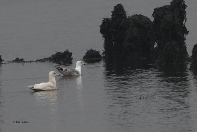 Glaucous Gull, Parklea-Port Glasgow, Clyde