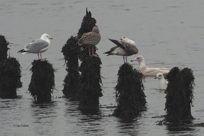 Glaucous Gull, Parklea-Port Glasgow, Clyde