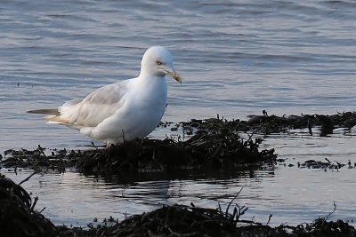 Herring Gull (leucistic), Parklea-Port Glasgow, Clyde