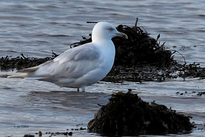 Herring Gull (leucistic), Parklea-Port Glasgow, Clyde