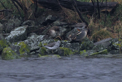 Greenshank, Erskine Harbour, Clyde