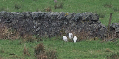 Little Egrets, Longhaugh Point, Clyde