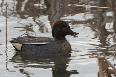 Teal drake, RSPB Baron's Haugh, Clyde