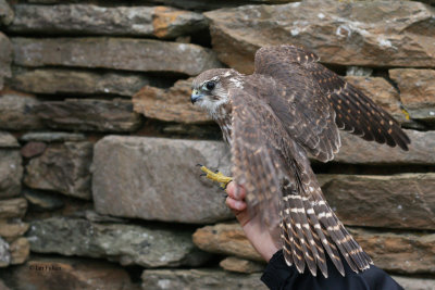 Merlin, North Ronaldsay, Orkney