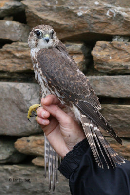 Merlin, North Ronaldsay, Orkney