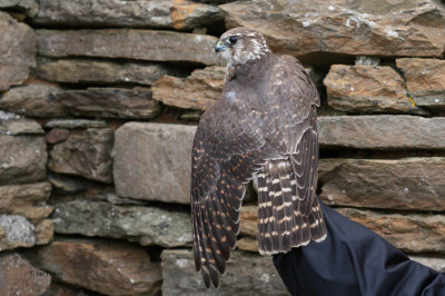 Merlin, North Ronaldsay, Orkney