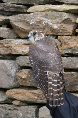 Merlin, North Ronaldsay, Orkney