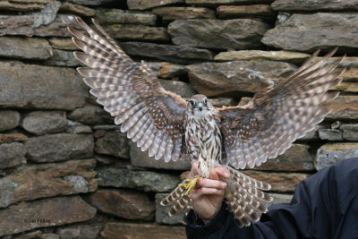 Merlin, North Ronaldsay, Orkney