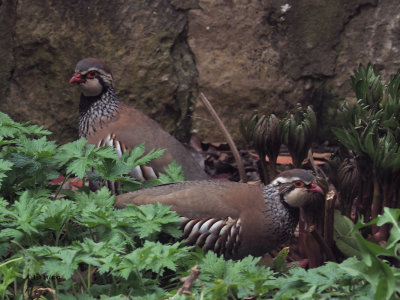 Red-legged Partridge, Brookhouse, S Yorkshire