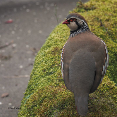 Red-legged Partridge, Brookhouse, S Yorkshire