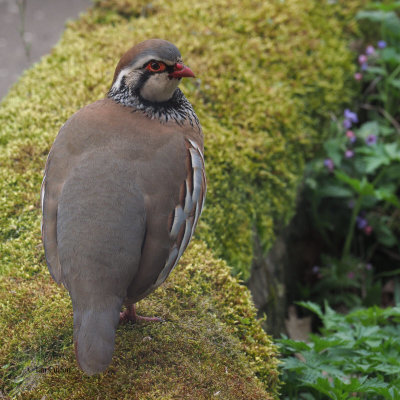 Red-legged Partridge, Brookhouse, S Yorkshire