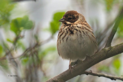 Reed Bunting, Ring Point-RSPB Loch Lomond, Clyde