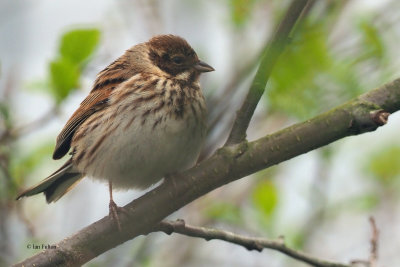 Reed Bunting, Ring Point-RSPB Loch Lomond, Clyde