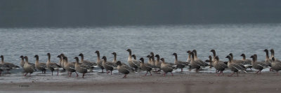 Pink-footed Geese, Ring Point-RSPB Loch Lomond, Clyde