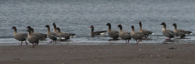 Greenland White-fronted Goose with Pink-footed Geese, Ring Point-RSPB Loch Lomond, Clyde