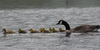 Canada Geese, Ring Point-RSPB Loch Lomond, Clyde
