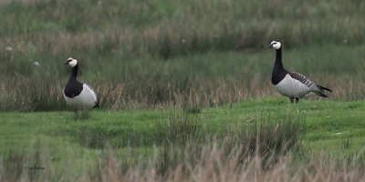 Barnacle Geese, Crom Mhin-Loch Lomond NNR, Clyde