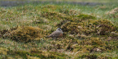 Dotterel, Lowther Hill, Clyde