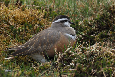 Dotterel, Lowther Hill, Clyde