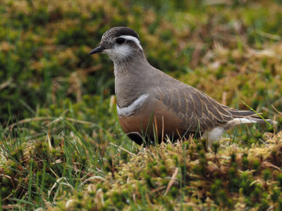 Dotterel, Lowther Hill, Clyde