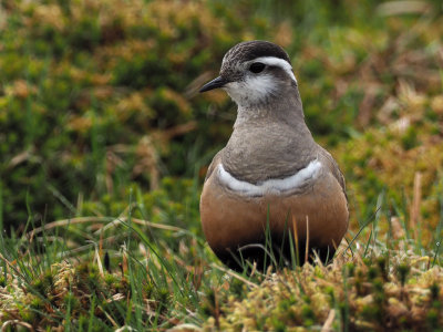 Dotterel, Lowther Hill, Clyde