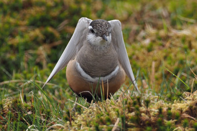 Dotterel, Lowther Hill, Clyde