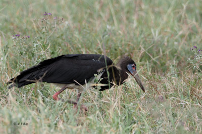 Abdims Stork, Ngorongoro Crater