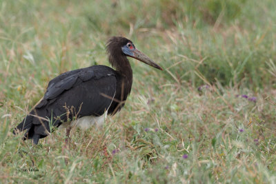 Abdim's Stork, Ngorongoro Crater