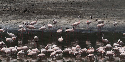 Flamingos at the Large Momella Lake