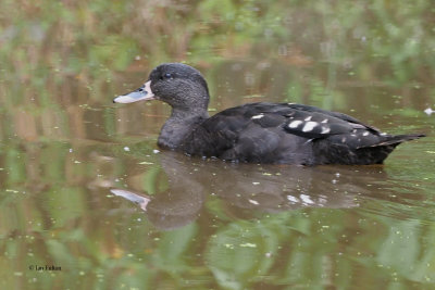 African Black Duck, Ngorongoro crater rim