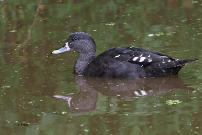 African Black Duck