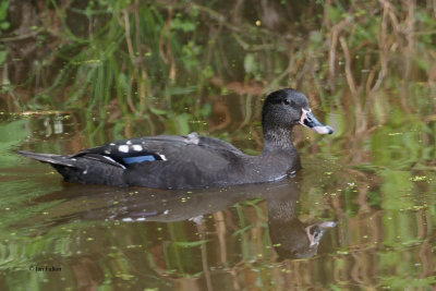 African Black Duck, Ngorongoro crater rim